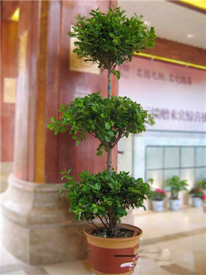 搖錢(qián)樹(shù)-寧波綠植租賃